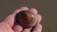 Neverita duplicata