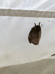 Automeris zugana