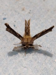 Apochima flabellaria