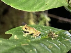 Pristimantis eriphus