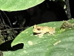 Pristimantis eriphus