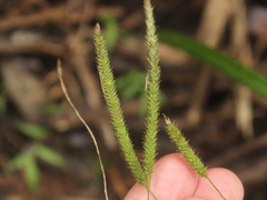 Carex geminata