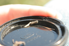 Zygaenoidea
