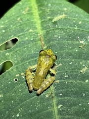 Pristimantis eriphus