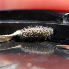Zygaenoidea
