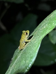 Pristimantis eriphus
