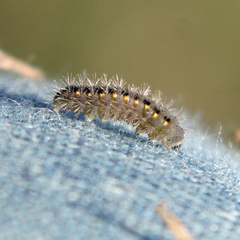 Zygaenoidea