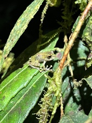 Pristimantis eriphus