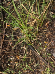 Carex geminata