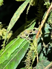 Pristimantis eriphus