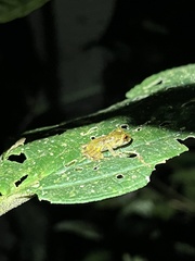 Pristimantis eriphus