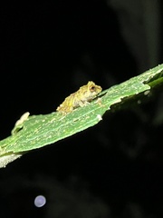 Pristimantis eriphus