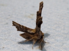 Apochima flabellaria