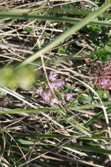 Thymus serpyllum