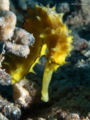 Hippocampus jayakari