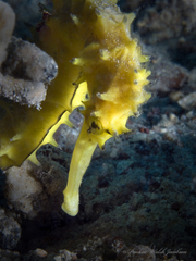 Hippocampus jayakari