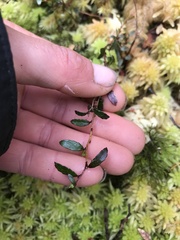 Gaultheria macrostigma