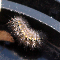 Zygaenoidea