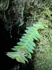 Pristimantis eriphus