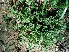 Polycarpon tetraphyllum