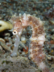 Hippocampus jayakari