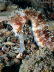 Hippocampus jayakari