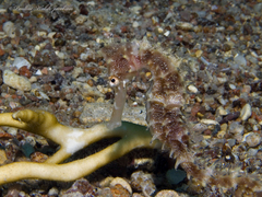 Hippocampus jayakari