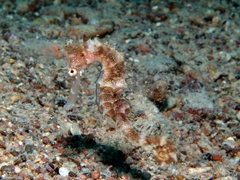 Hippocampus jayakari