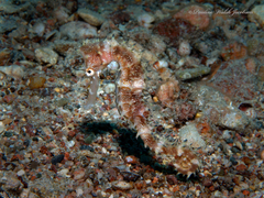 Hippocampus jayakari