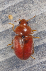 Coccidula rufa