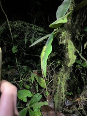 Anolis fitchi