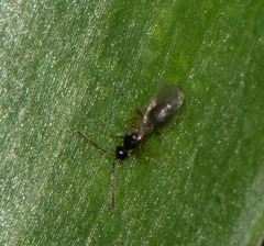 Diapriinae