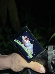 Pristimantis eriphus