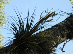 Tillandsia flavobracteata