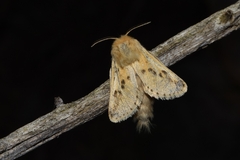 Dyspessa salicicola