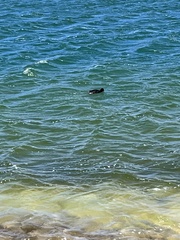 Fulica ardesiaca