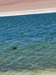 Fulica ardesiaca