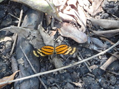 Eueides isabella eva