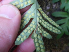Polypodium cambricum