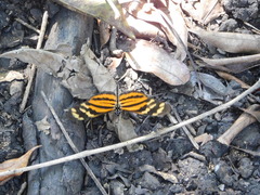 Eueides isabella eva