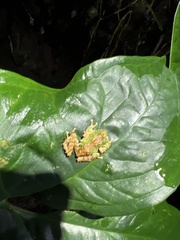 Pristimantis eriphus