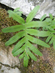 Polypodium cambricum