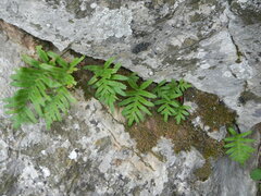 Polypodium cambricum