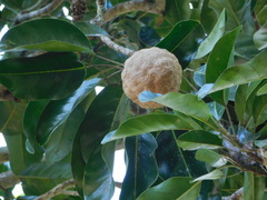 Magnolia perezfarrerae