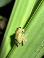 Pristimantis eriphus