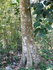 Magnolia perezfarrerae