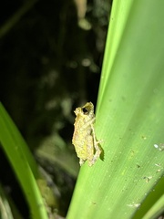 Pristimantis eriphus