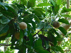 Magnolia perezfarrerae