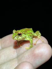 Pristimantis eriphus