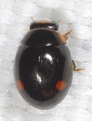Hyperaspis campestris